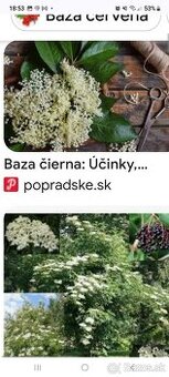 Zber bazy ciernej