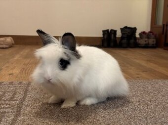 Dievčatko Monty na adopciu