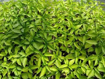 Koreninova paprika