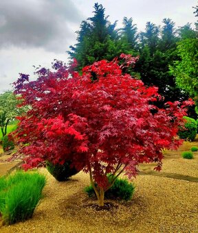 Javor červený (Acer palmatum atropurpureum)