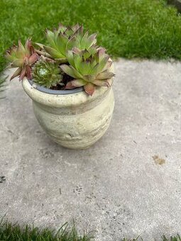 Skalné ruže (4ks) v hlinenom črepniku/ výška 14cm