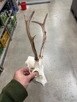 Trofej,parohy,parozie,srnec