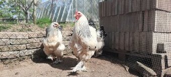 REZERVOVANÉ -Brahmanka veľká biela- Columbia kmeň