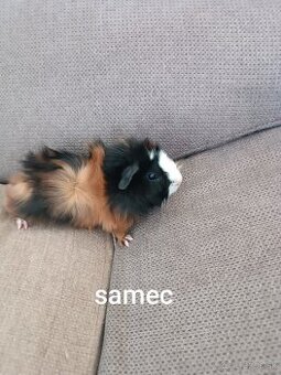 Morské prasiatka, morča