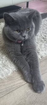 Krytie britsky kocur