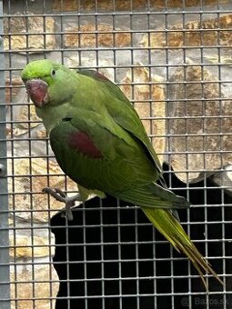 Alexander velký BRONZE // modré