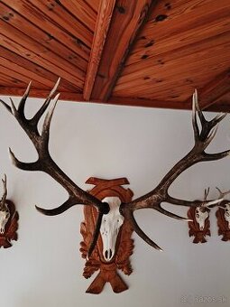 Trofej,parohy,parožie