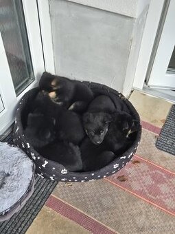 Nemecký ovčiak šteniatka