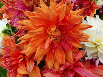 Predám 1 ks  sadenice ( farba kvetu oranžová)