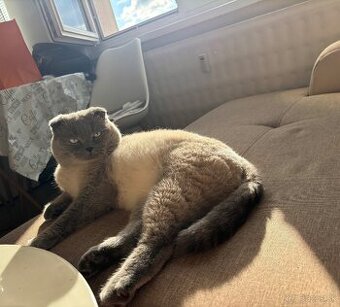 Colorpoint skotska klapoucha