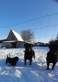 Rotvajler- Rottweiler