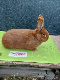 Novozelandský červený kralik na predaj