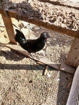 Darujem,za cigarety.