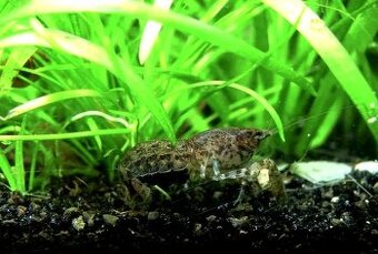 Mini raciky cambarelus diminutus