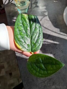 Monstera Karsteniatum (Peru) variegata