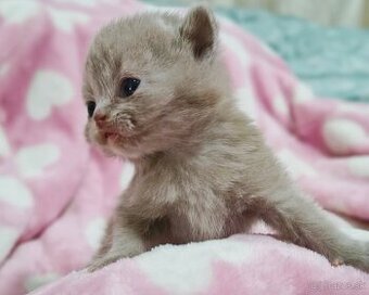 Scottish Fold / Straight mačiatká