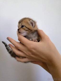 Scottish Fold / Straight mačiatká