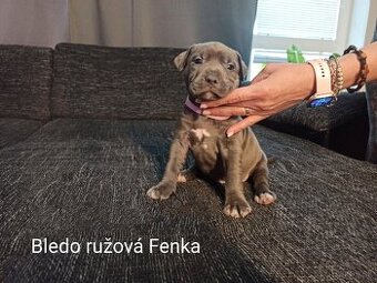 Predám šteniatka americkeho stafforda