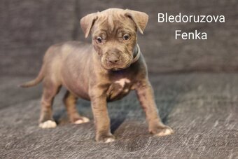 Predám šteniatka americkeho stafforda