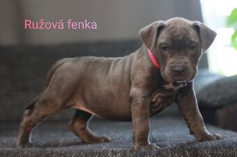 Predám šteniatka americkeho stafforda
