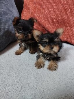Yorkshire terrier, yorkshirsky terier, york