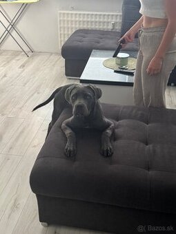 Predam cane corso