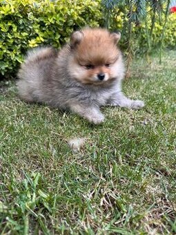 Špic Pomeranian psík