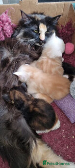 Krásne mačiatka Maine Coon