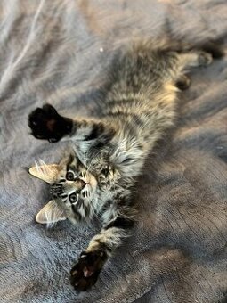 Maine Coon mačiatko