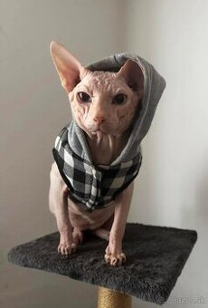 Sphynx krytie