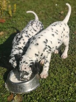 Dalmatinci šteniatka