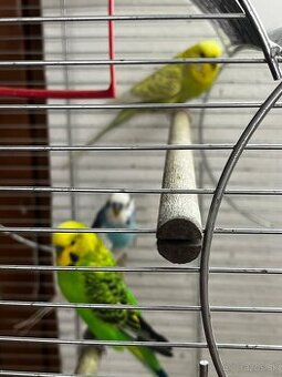 Klietka+andulky