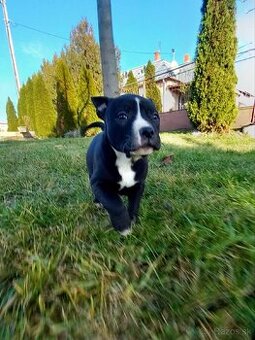 Staford šteniatka. - 1