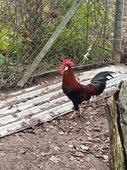 Predám kohuta plus 3sliepky