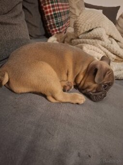 Francúzsky buldoček