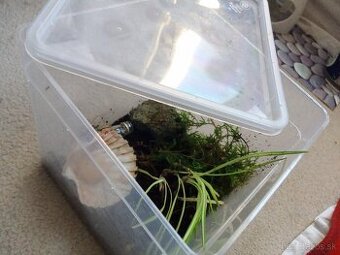 Predám 2 ks gekonik panenský