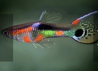 Endlerky Poecilia wingei