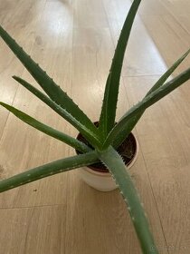 Aloe vera Kaktus
