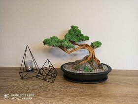 Stabilizovaný bonsai