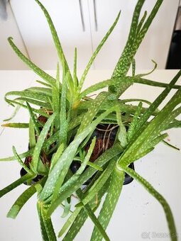 Aloe vera