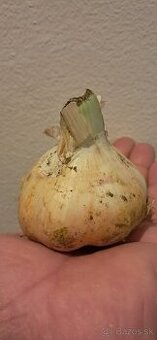 Cesnak