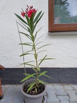 Predám oleander