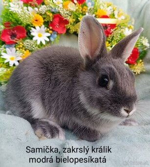 Zakrslý králik s VP - samička modrá bielopesíkatá
