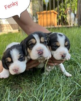 Bigl, Beagle, Bígl, Bíglel šteniatka