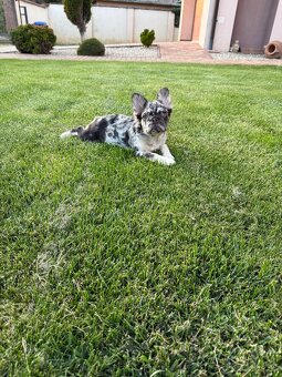 Francuzsky buldocek coko tan merle fluffy fenka