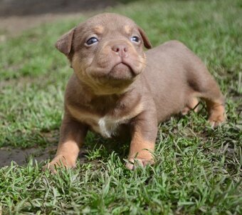 American bully pocket / sharpei