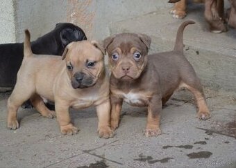 American bully pocket / sharpei