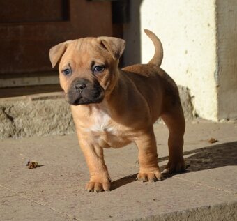 American bully pocket / sharpei