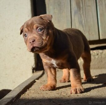 American bully pocket / sharpei