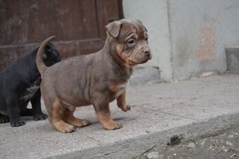 American bully pocket / sharpei